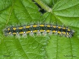 Attēlu rezultāti vaicājumam “Callimorpha dominula larva”