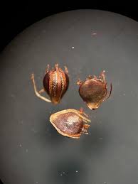 Attēlu rezultāti vaicājumam “Schoenoplectus lacustris subsp. glaucus flower”