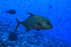 Image result for Caranx lugubris