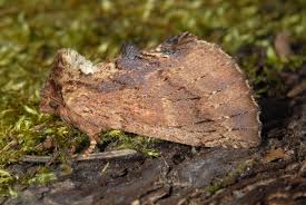 Attēlu rezultāti vaicājumam “Ptilodon capucina”