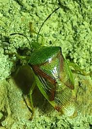 Attēlu rezultāti vaicājumam “Elasmostethus interstinctus”