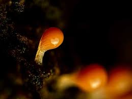 Attēlu rezultāti vaicājumam “Lamproderma gulielmae”