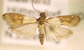 Attēlu rezultāti vaicājumam “Plodia interpunctella”