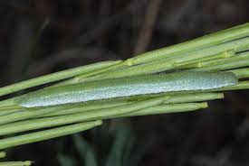 Attēlu rezultāti vaicājumam “Anthocharis cardamines underside”