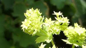 Attēlu rezultāti vaicājumam “Alchemilla subcrenata  flower”