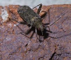 Attēlu rezultāti vaicājumam “Phytocoris longipennis”