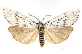 Attēlu rezultāti vaicājumam “Coscinia cribraria”