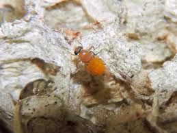 Attēlu rezultāti vaicājumam “Phoridae”