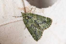 Attēlu rezultāti vaicājumam “Chloroclysta siterata”