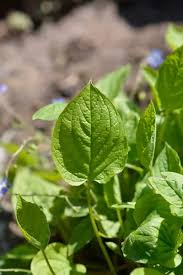 Attēlu rezultāti vaicājumam “Omphalodes verna leaf”