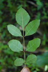Attēlu rezultāti vaicājumam “Fraxinus pennsylvanica”