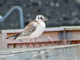 Attēlu rezultāti vaicājumam “Larus ridibundus juvenile”