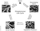 The life cycle of <b>Streptomyces</b>