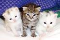 HowStuffWorks "Would you pay $6000 for a hypoallergenic cat?"