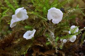 Attēlu rezultāti vaicājumam “Rimbachia neckerae”