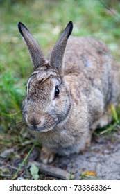 Attēlu rezultāti vaicājumam “Leporida”