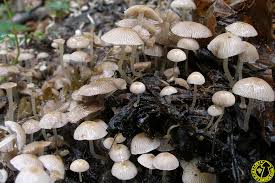 Attēlu rezultāti vaicājumam “Psathyrella pygmaea”