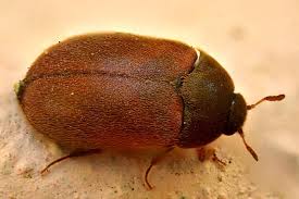 Attēlu rezultāti vaicājumam “Attagenus smirnovi”