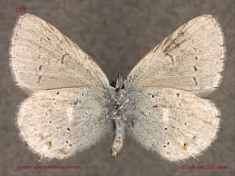 Attēlu rezultāti vaicājumam “Lycaeniinae”