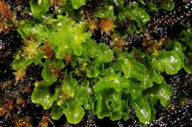 Attēlu rezultāti vaicājumam “Moerckia hibernica”