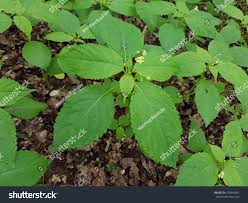 Attēlu rezultāti vaicājumam “Mercurialis perennis bud”