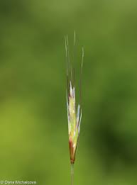 Attēlu rezultāti vaicājumam “Helictotrichon pratense”