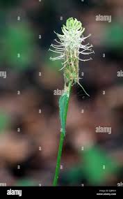 Attēlu rezultāti vaicājumam “Phyteuma spicatum leaf”