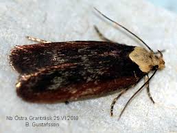 Attēlu rezultāti vaicājumam “Depressaria depressana”