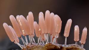 Attēlu rezultāti vaicājumam “Lamproderma pulchellum macro”