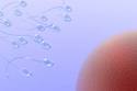 Fertility | Conception | Essential Baby Parenting Australia