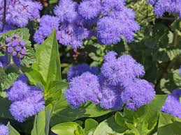 Image result for Leberbalsam