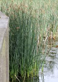 Attēlu rezultāti vaicājumam “Schoenoplectus lacustris subsp. lacustris”
