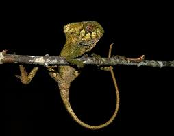 Attēlu rezultāti vaicājumam “Sauria”