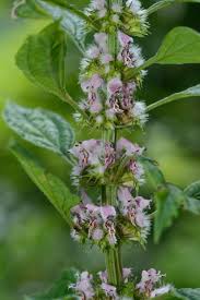 Attēlu rezultāti vaicājumam “Leonurus cardiaca leaf”