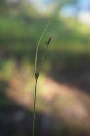 Attēlu rezultāti vaicājumam “Carex globularis”