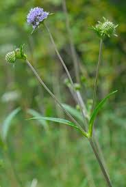 Attēlu rezultāti vaicājumam “Succisa pratensis leaf”