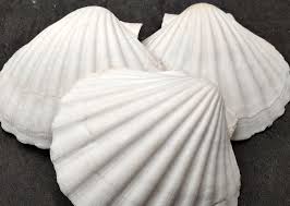 Image result for Placopecten magellanicus