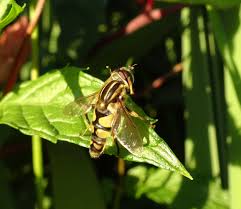 Attēlu rezultāti vaicājumam “Helophilus sp.”