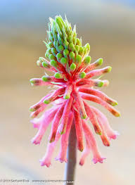 Attēlu rezultāti vaicājumam “Badhamia bethelii stalked”