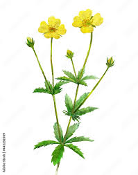 Image result for Potentilla tormentilla