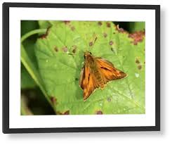 Attēlu rezultāti vaicājumam “Ochlodes sylvanus male”