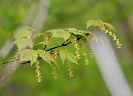 Attēlu rezultāti vaicājumam “Acer rufinerve flower”