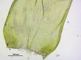 Attēlu rezultāti vaicājumam “Hypnum cupressiforme sporophyte”