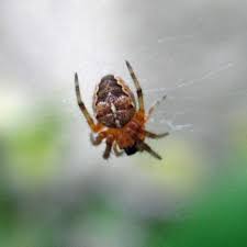 Attēlu rezultāti vaicājumam “Araneus diadematus juvenile”