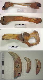 Image result for Portobello Asc