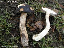 Attēlu rezultāti vaicājumam “Leccinum melaneum”