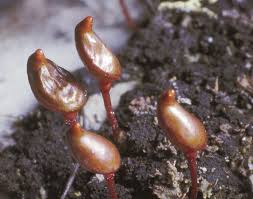 Attēlu rezultāti vaicājumam “Buxbaumia aphylla sporophyte”