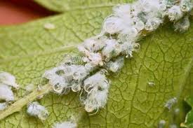 Attēlu rezultāti vaicājumam “Prociphilus xylostei”