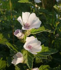 Image result for Althaea officinalis