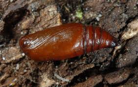 Attēlu rezultāti vaicājumam “Catarhoe cuculata”